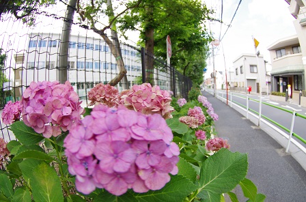 小松の花こみち花壇：写真