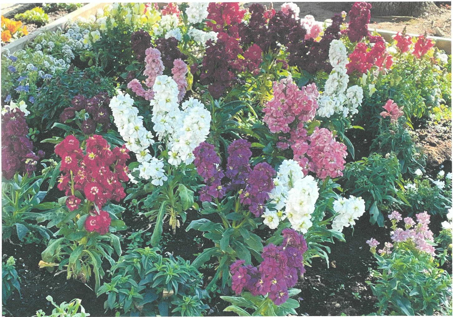 奥戸4丁目あおぞら公園