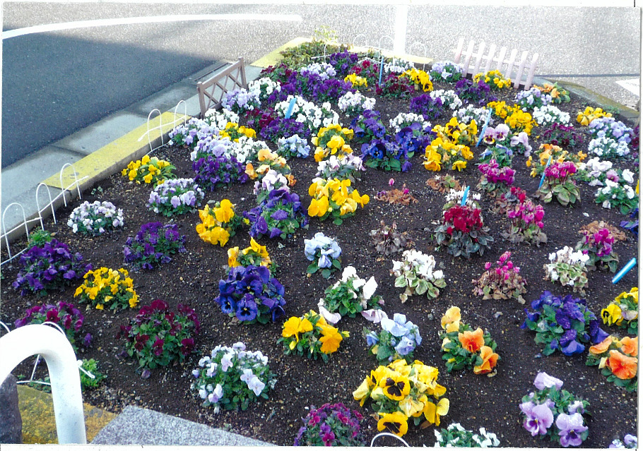 堀切東緑花の会花壇