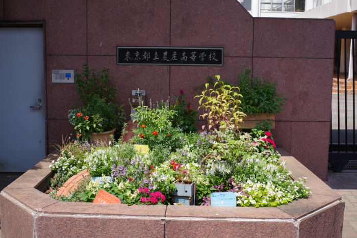 東京都立農産高等学校正門花壇:写真
