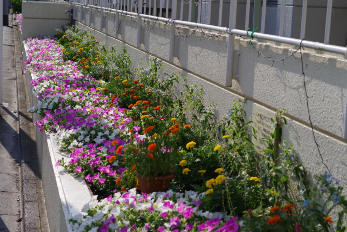 フラワーロード一之台:写真