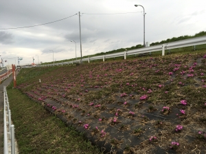 江戸川堤の芝桜