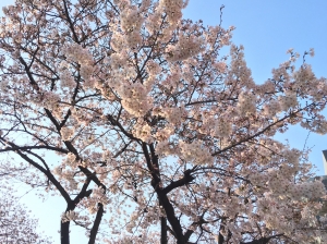 桜の開花が進んでいます。