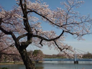 水元さくら堤の桜