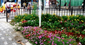 金町駅南口の花壇