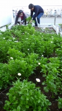白い花畑