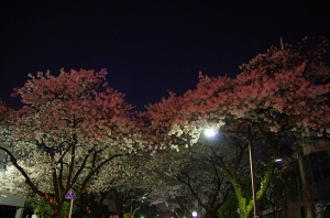 特集 夜桜4