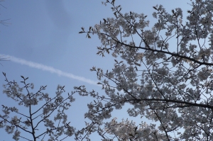 春の「飛行機雲」と咲き始めた「桜」の陰影