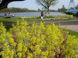水元公園の葉ボタンの花