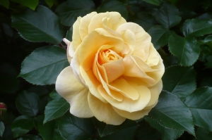 美しき５月の薔薇（４）
