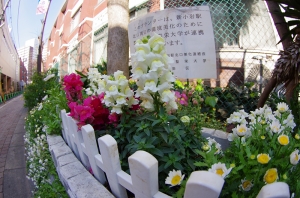 東京聖栄大学の花壇