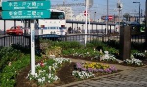金町駅南口の花壇