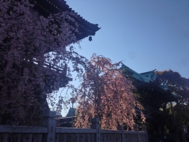 柴又帝釈天の枝垂桜 4