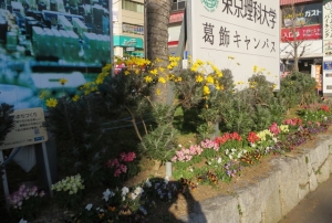 金町駅北口の花壇