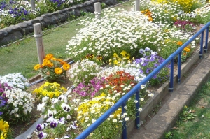 春爛漫の公園花壇(2)