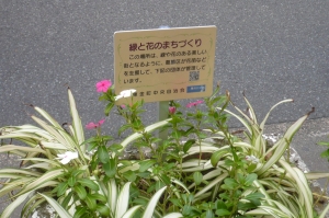沿道の花
