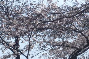 見事に咲いた桜の宴