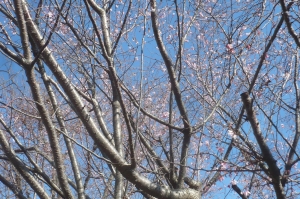 桜が咲いています！