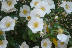 白いバラが咲いていました。