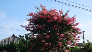 あちらこちらに「夏」